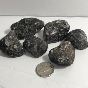 Rock - Tumbled - Turritella Agate